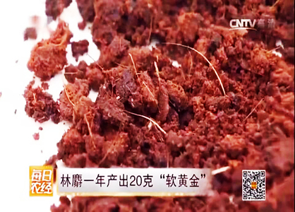 農(nóng)民養(yǎng)殖林麝，一年產(chǎn)值過(guò)百萬(wàn)