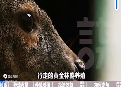 林麝養(yǎng)殖，貴比黃金